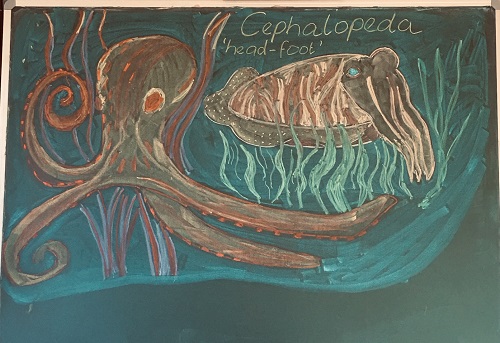Vista chalkboard with drawing of a cephalopeda